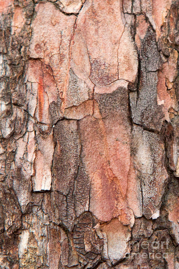 Chiseled Bark Texture Photograph by Marilyn Cornwell