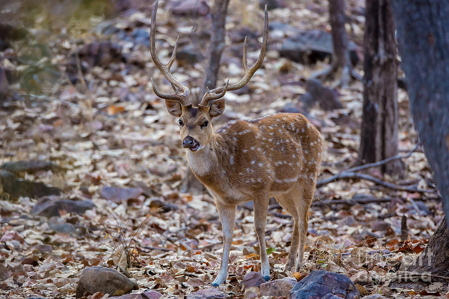 Chital Deer, India Photograph by B. G. Thomson