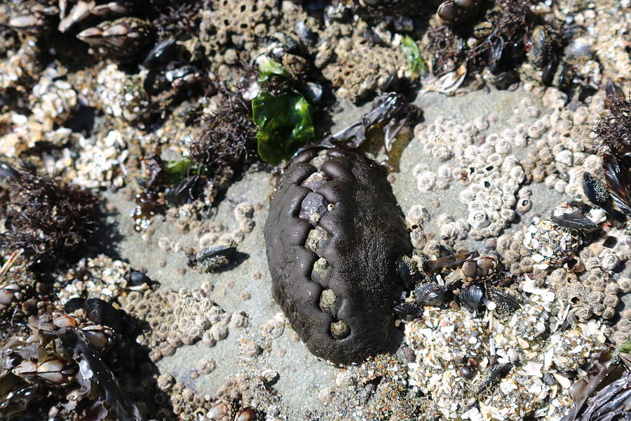 Chiton  Photograph by Christy Pooschke