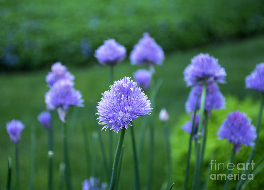 Chive Mixed Media - Chive Among Friends by Robin Gayl Chive Mixed Media - Chive Among Friends by Robin Gayl