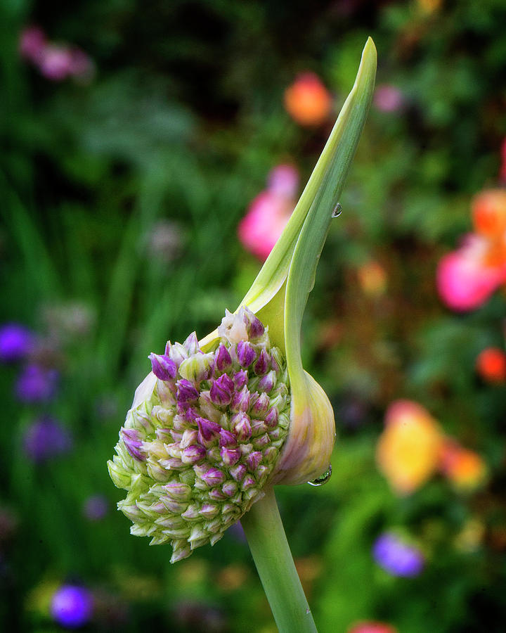 Chive Blossom Photograph by Alan Raasch