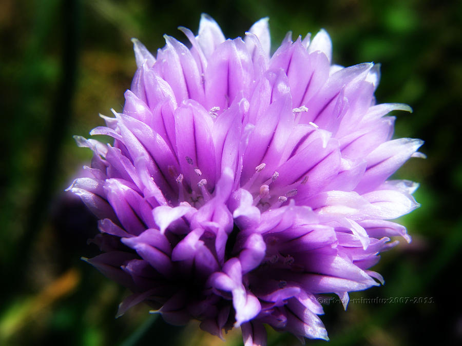 Chive Blossom Photograph by Mimulux Patricia No