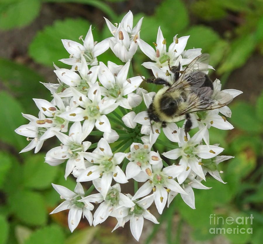 Chive Blossoms And Bumblebee Photograph by Scimat
