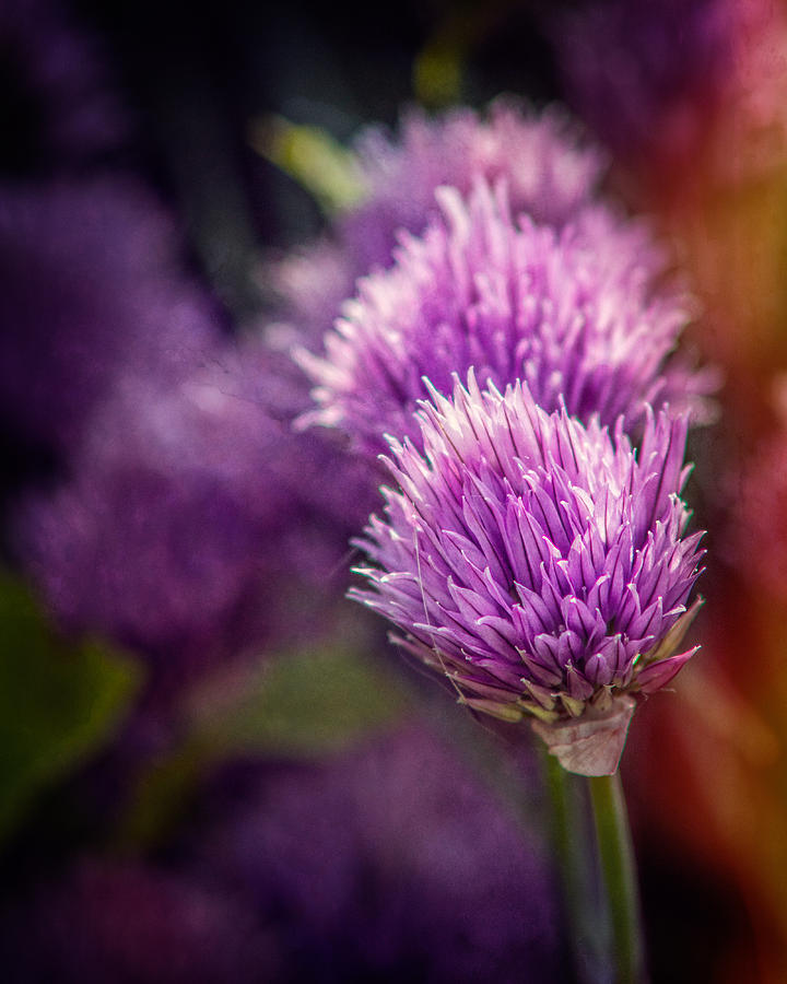 Chive Blossoms Photograph by Chris Bordeleau