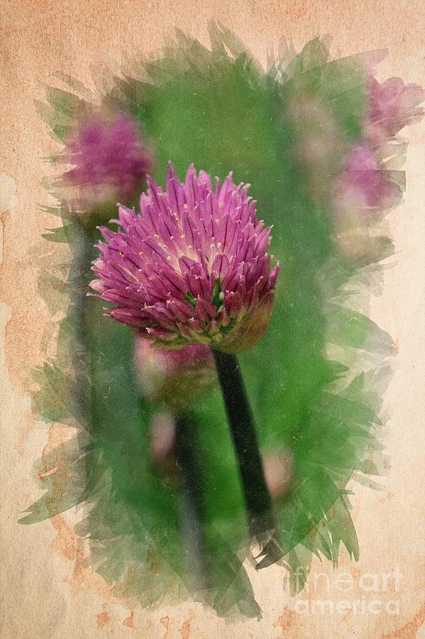 Chive blossoms in June Photograph by Mary Machare