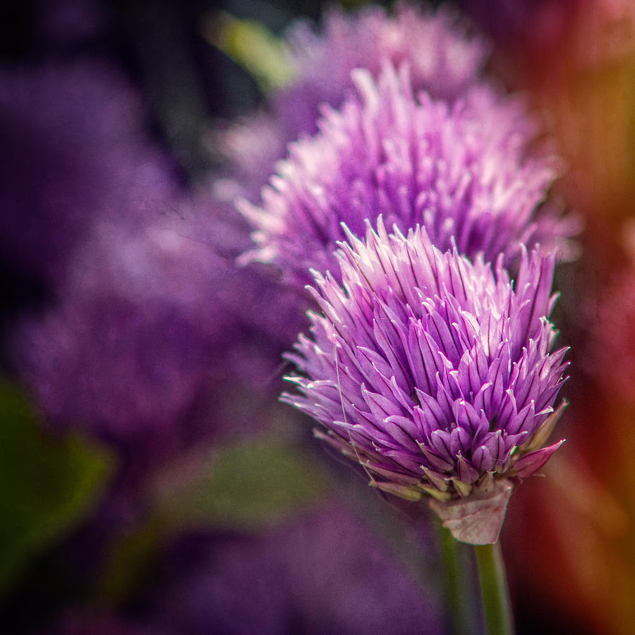 Flower Photograph - Chive Blossoms - Square by Chris Bordeleau