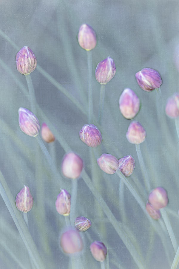 Chive Buds Photograph by Tom Singleton