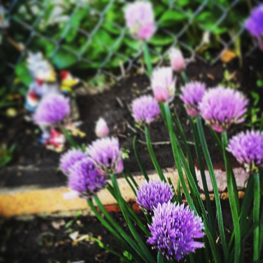 Garden Photograph - Chive Blossoms  by Krista Corner
