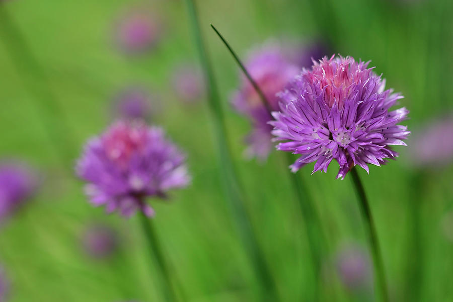 Chive Flowers In A Garden Photograph