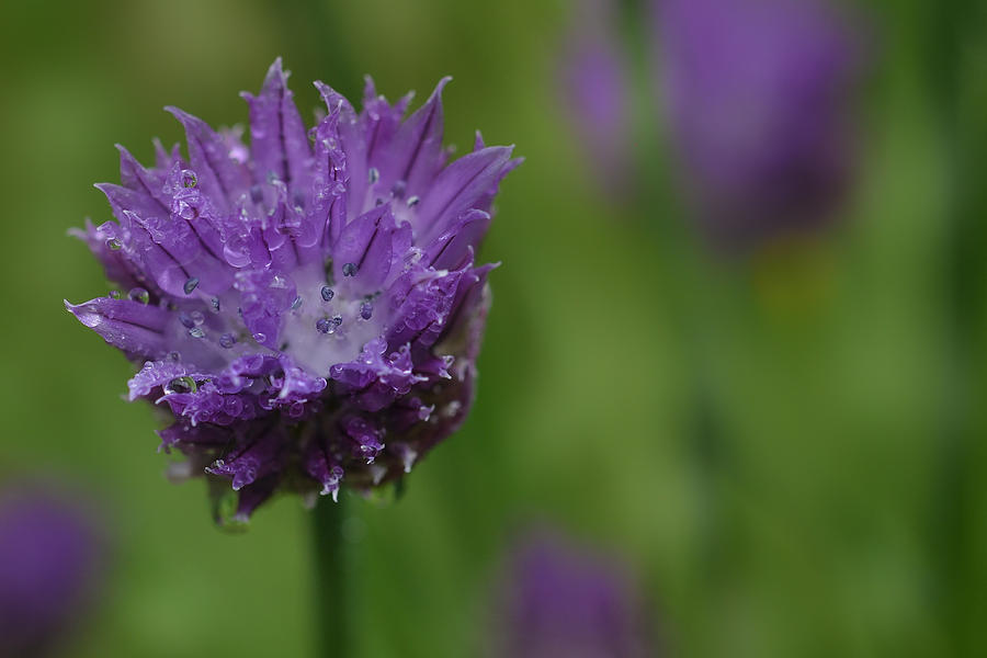 Chive Herb Photograph