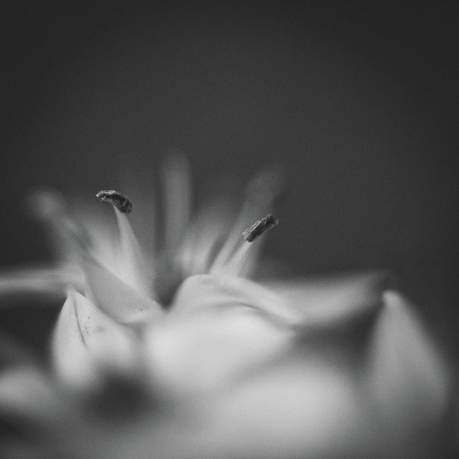 Black And White Photograph - Chive II by Chris Dale