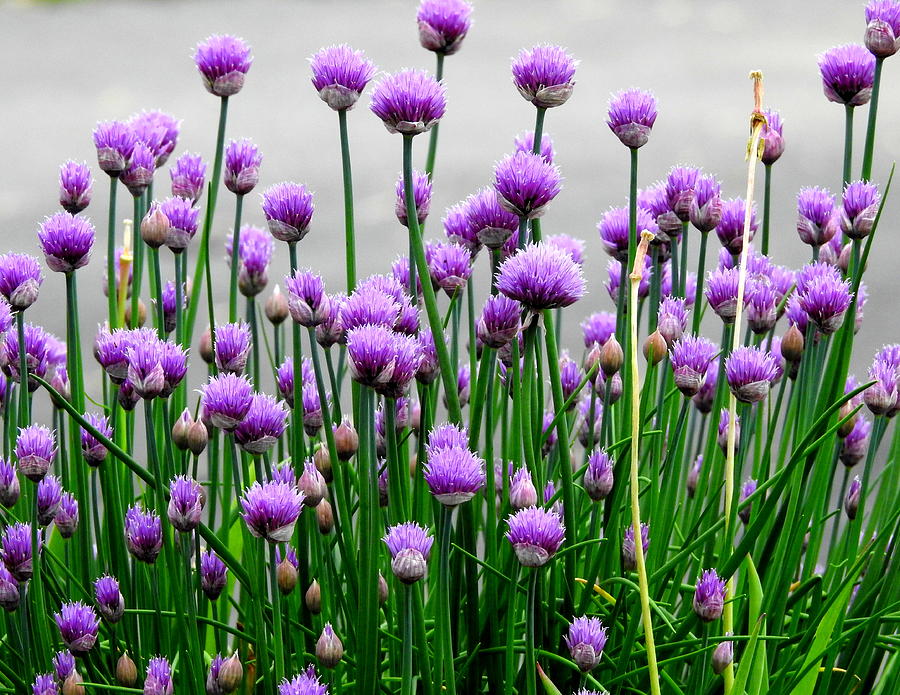 Chive On Photograph by Betty-Anne McDonald