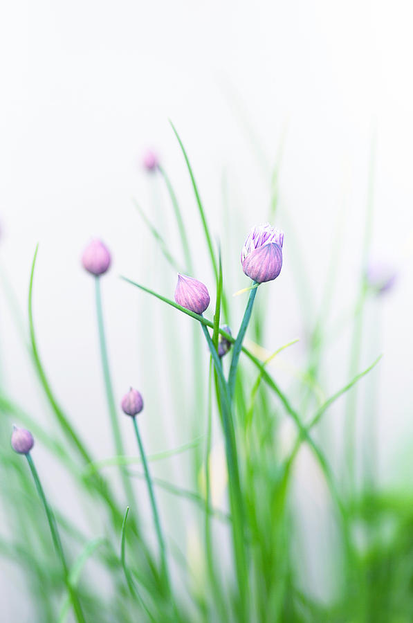 Chives 1 Photograph by Rebecca Cozart