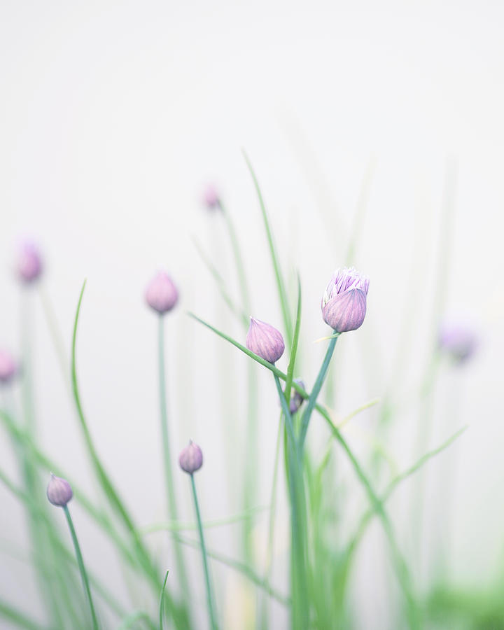 Chives 2 Photograph by Rebecca Cozart