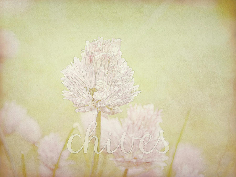 Typography Photograph - Chives by Ann Powell