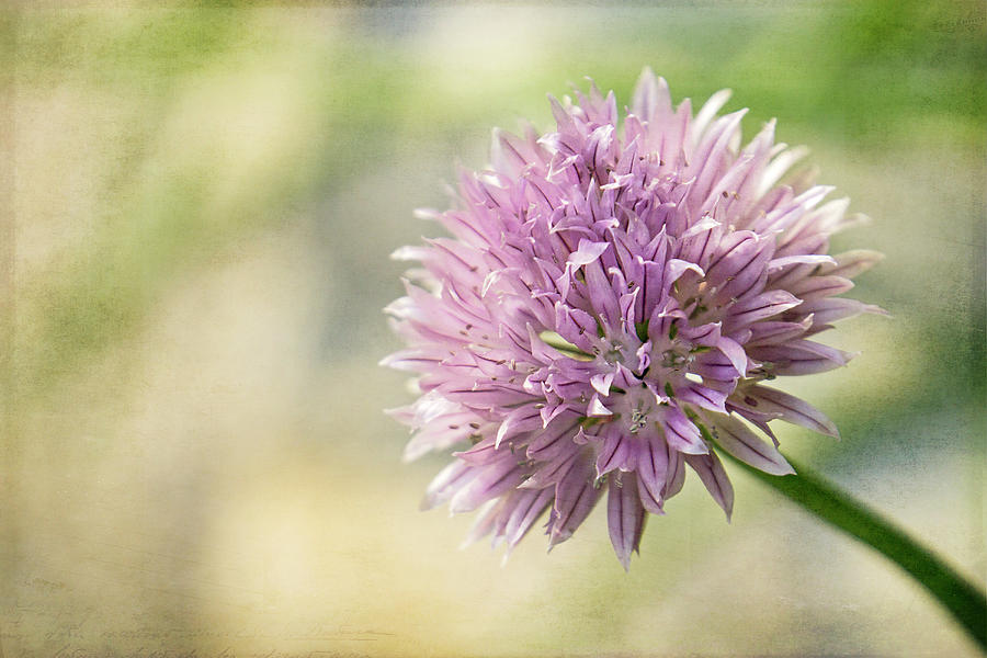 Chives Blossom Photograph by Inge Riis McDonald