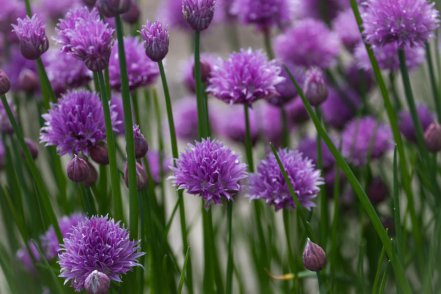 Chives Photograph by Clare Bambers