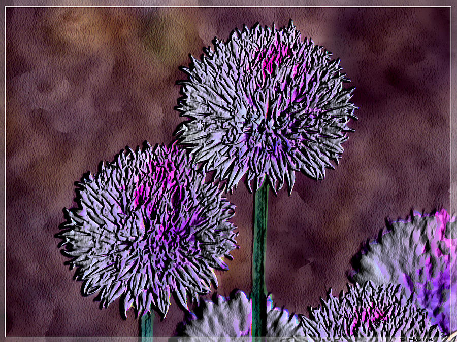 Chives Photograph by Dee Flouton