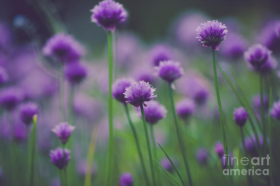 Nature Photograph - Chives by Eva Lechner