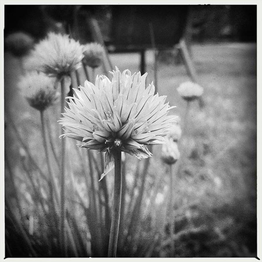 Black And White Photograph - Chives In Black And White by Phunny Phace