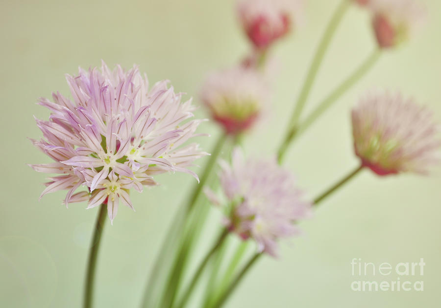 Chives in flower Photograph by Lyn Randle