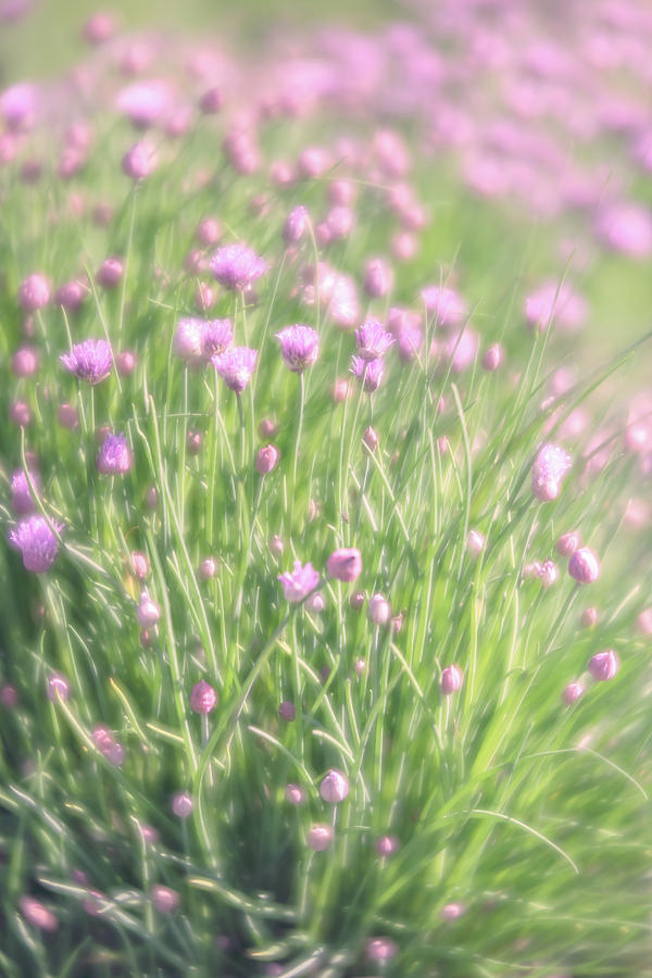 Chives Photograph by Jennifer Grossnickle