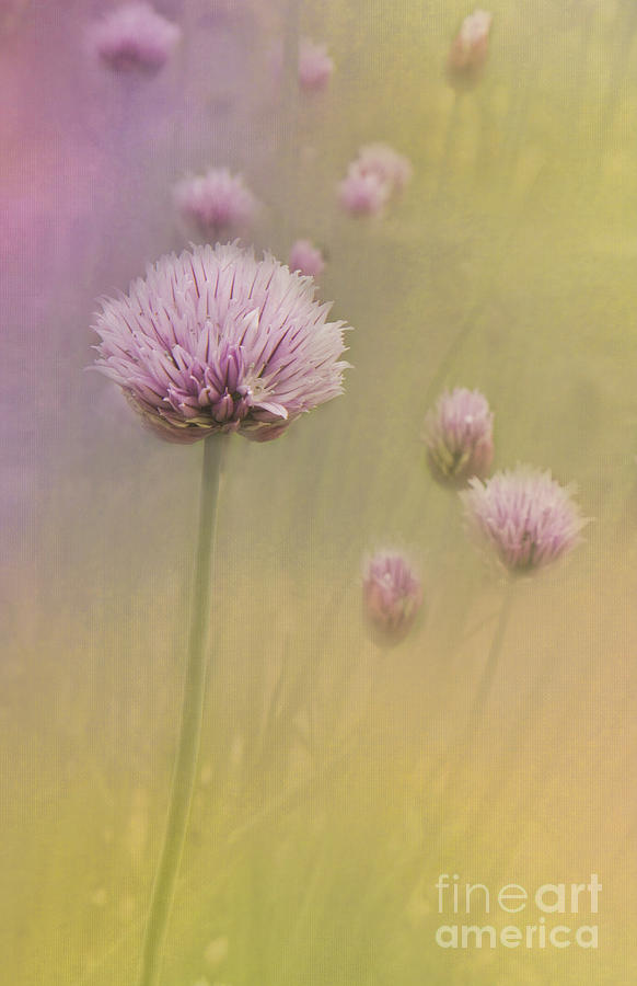 Still Life Photograph - Chives by Pam  Holdsworth