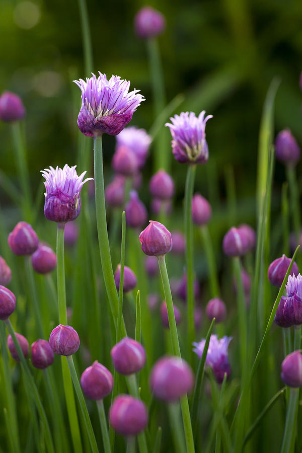 Chives Photograph by Patrick Downey