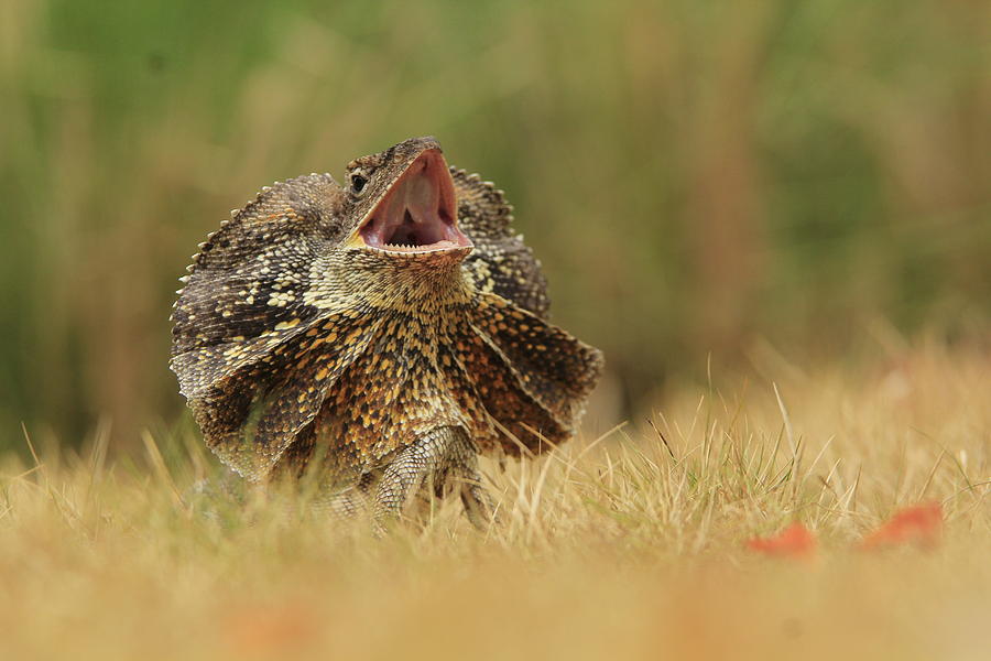 Chlamydosaurus Photograph by Muhammad Otib - Fine Art America