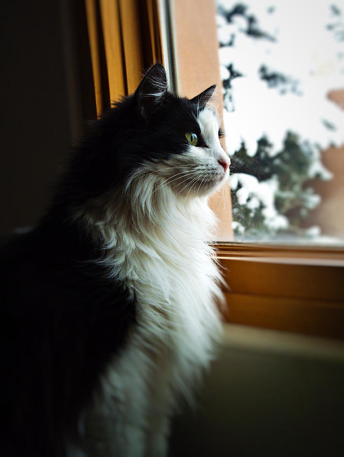 Chloe in Winter Window Photograph by Paul Cutright