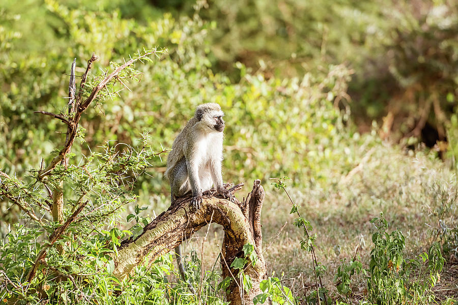 Chlorocebus pygerythrus, vervet monkey in Serengeti National Par Photograph by Marek Poplawski