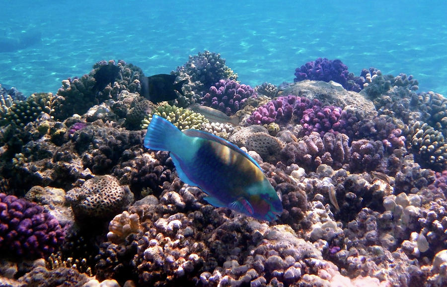 Chlorurus Sordidus Bullethead Parrotfish Photograph by Johanna Hurmerinta