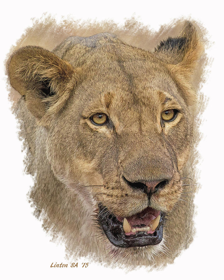 Lioness Digital Art - Chobe Lioness 2 by Larry Linton