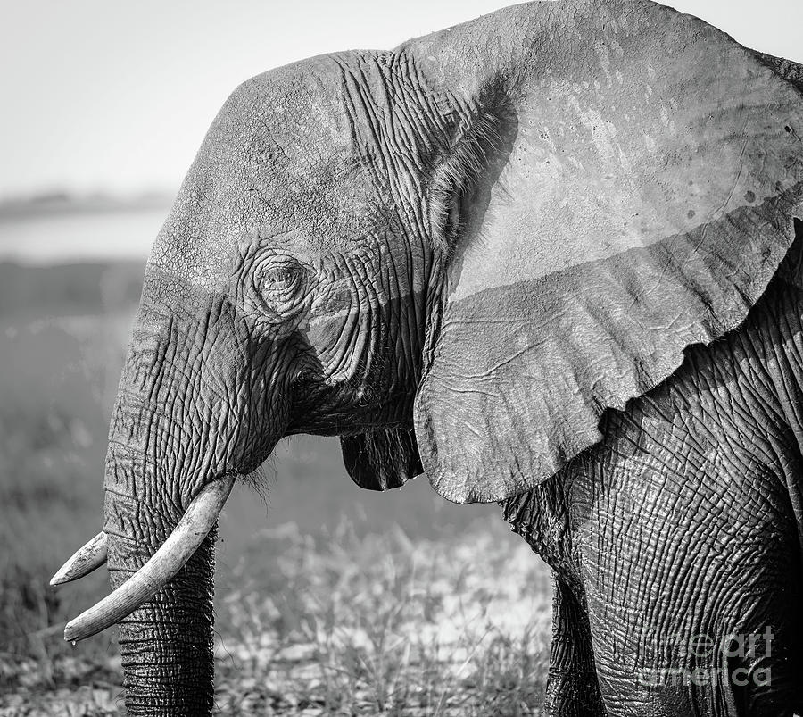 Chobe National Park Elephant Black And White Photograph by THP Creative ...