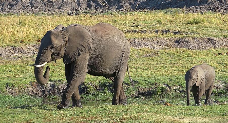 Chobe River Elephants Photograph by Jennifer Wheatley Wolf