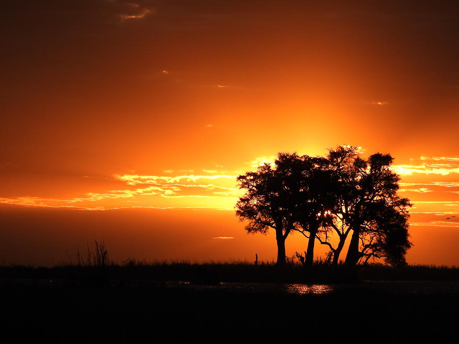 Chobe River Sunset Photograph by Betty-Anne McDonald