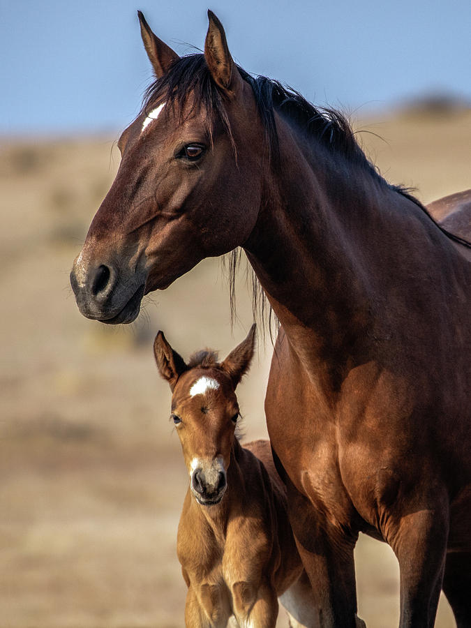 Chocolate and foal Photograph by John T Humphrey