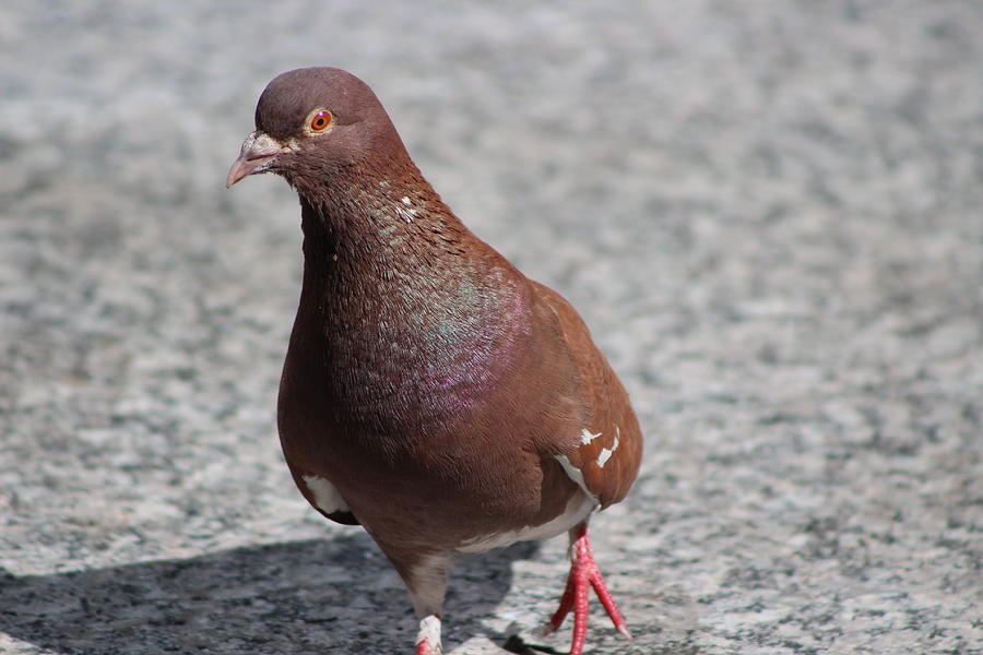 Chocolate Brown Pigeon Posing in Chicago Photograph by Colleen Cornelius