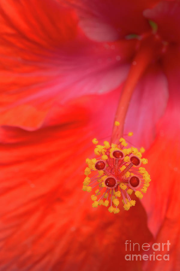Afternoon Photograph - Chocolate Garden Hibiscus by Steven Dillon Afternoon Photograph - Chocolate Garden Hibiscus by Steven Dillon