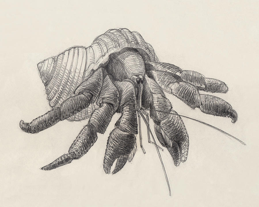 Chocolate Hermit Crab Drawing by Judith Kunzle