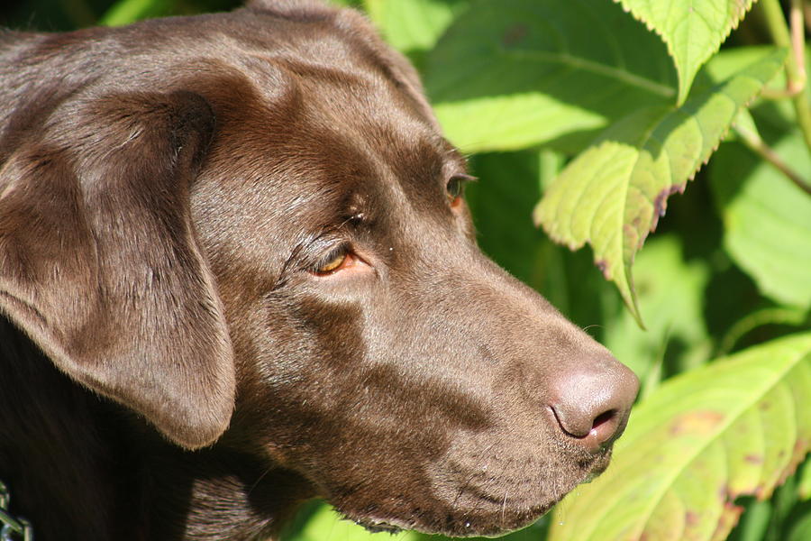 Chocolate Lab Photograph by Greg DeBeck