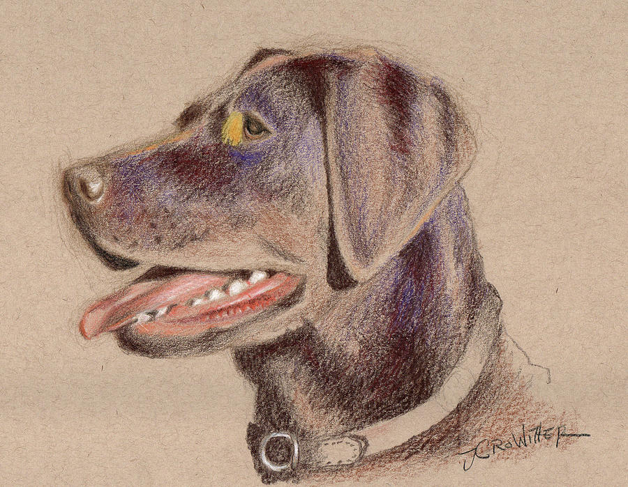 Animal Drawing - Chocolate Lab by John Crowther