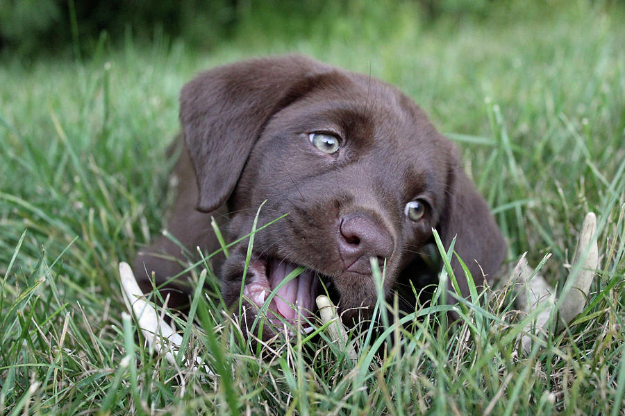 Chocolate Lab Pup with Antler Photograph by Brook Burling