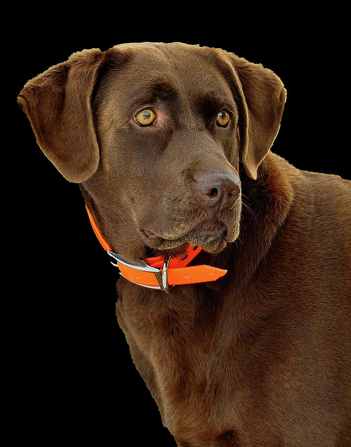 Dog Photograph - Chocolate Lab by William Jobes