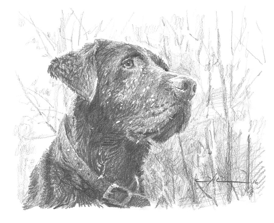 Chocolate Labrador In Woods Drawing Drawing by Mike Theuer