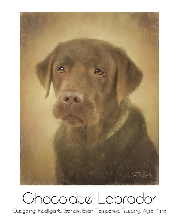 Chocolate Labrador Poster Digital Art by Tim Wemple