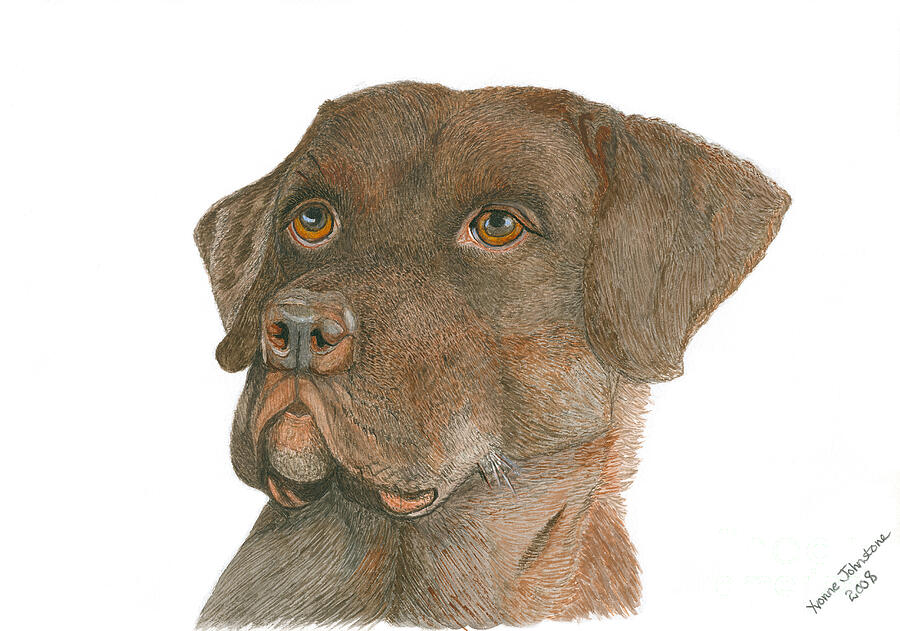 Chocolate Labrador Painting by Yvonne Johnstone