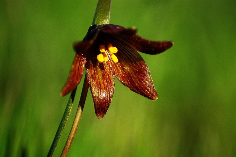 Chocolate Lily Photograph by Tony Shelfo - Fine Art America