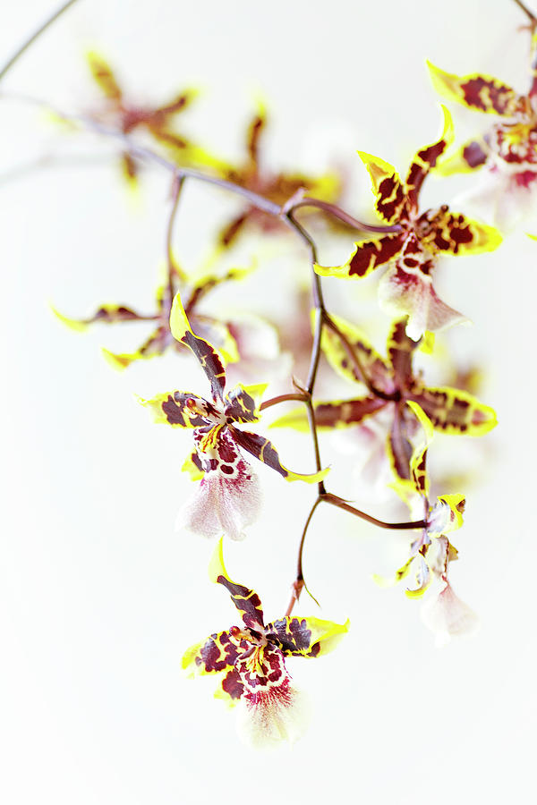 Yellow Photograph - Chocolate Orchids by Kanokwalee Pusitanun