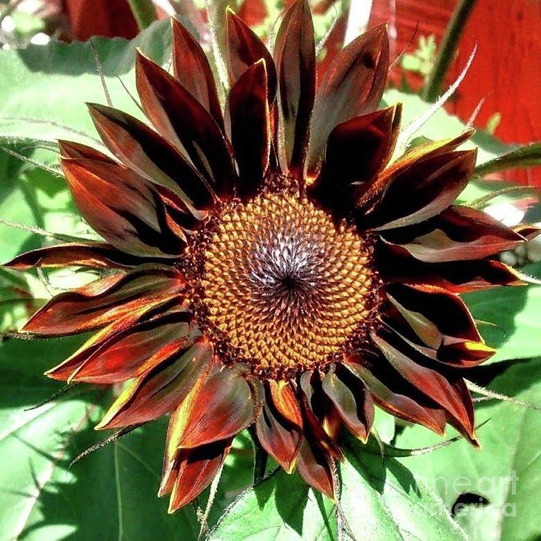 Chocolate Sunflower Photograph by REA Gallery